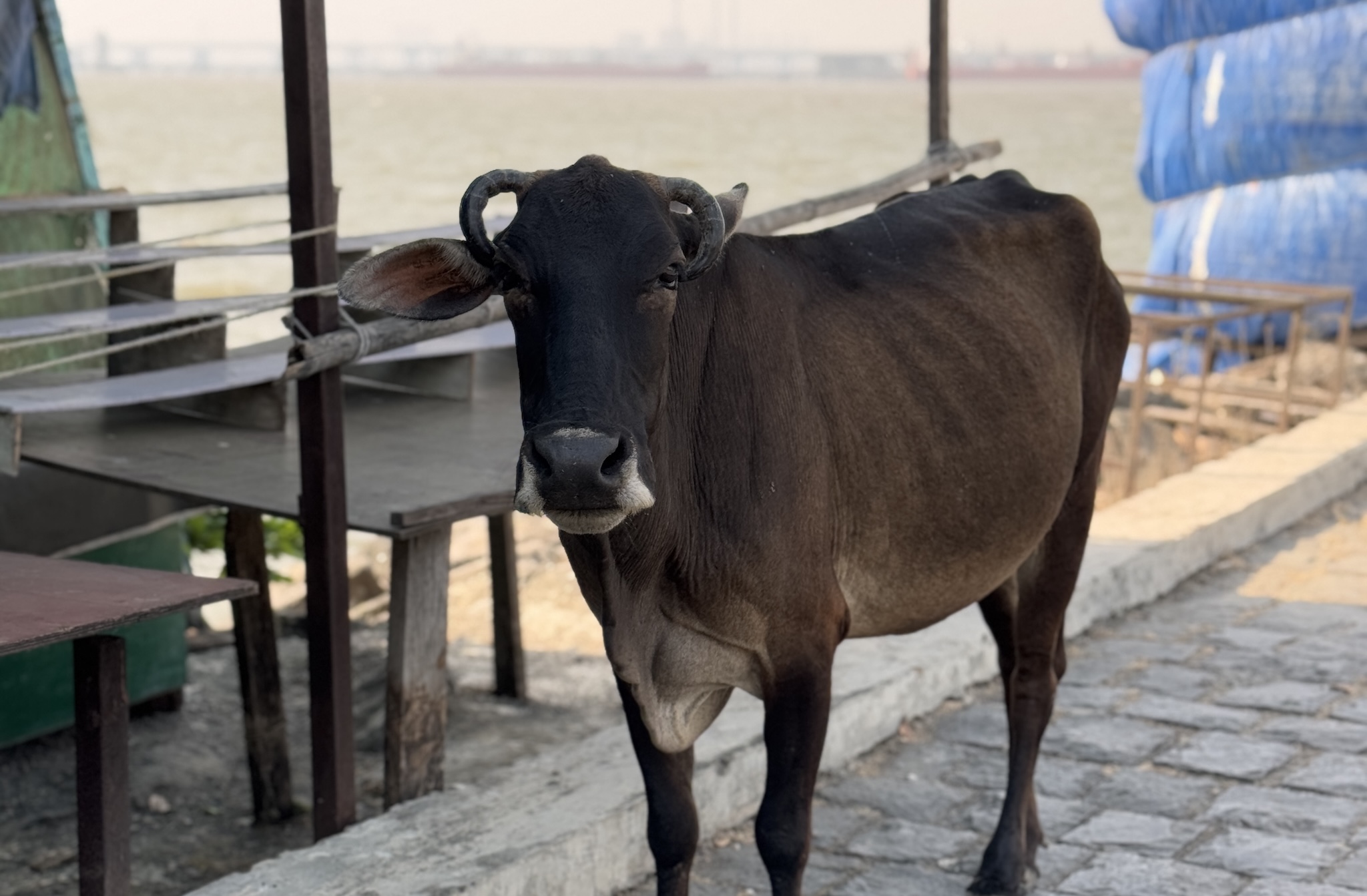Hi cow!