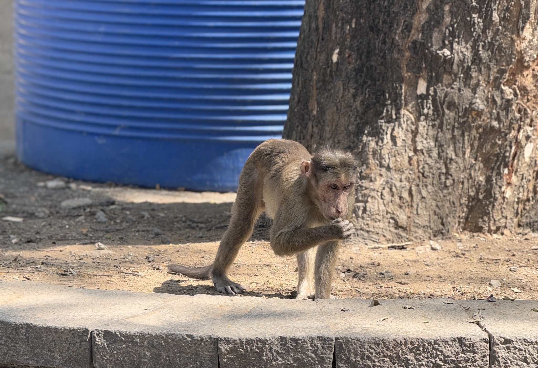 I see you, scheming, plotting your monkey... schemes